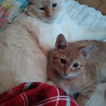 Megan Yeager - @megan_xo2006 - Instagram