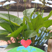 Mai Khanh Chriêng - Facebook