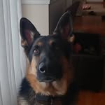 Meghan August - @mollyaugustthegsd - Instagram