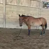 Meghan&buddy - @meghanbuddy1 - TikTok