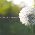 Megan Coe Photography 📷 - @megan_coe_photography - Instagram