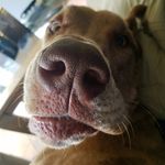 Meghan Downing - @2danes1tinyhouse - Instagram
