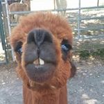 Meghan Fallon - @miavermonter - Instagram