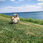 Meghan Freeman - @meganthecorgi2019 - Instagram