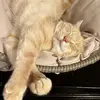 Meghan🐈☀️🌼 - @meghanlatimer - TikTok