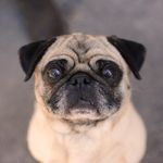 Megan Linder Dog Photography - @mldogphotography - Instagram