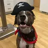 Volunteer Dog Walker HSSC - @meghanlyons67 - TikTok