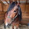 Meghan Pearson955 - @teammarepower - TikTok