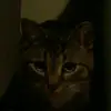 Meghan Roy - @meghan_roy - TikTok