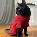 Meghan Snow - @munchkinmayo_ - Instagram