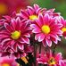 Mehreen Ali - Facebook