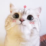 Meihua Chen - @meihua.the.penguin - Instagram