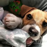 Meiko Lee - @meiko_the_jackrussel - Instagram