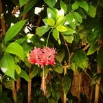 Meiling Yang - @ling08211001 - Instagram