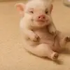 🐒🐒🐒 - @yangmeiling4 - TikTok