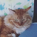 Mel Conrad - @conradmelwammom - Instagram