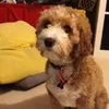 Jelly Bean - @melcooley - TikTok