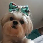 Mel Cooley - @dogmelcooley - Instagram