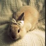 Mel Drummond🐰 - @bunny_bowtique - Instagram