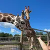 melanieemberlands - @melanieemberlands - TikTok