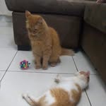 Mel & Fitzgerald🐈 - @meel_fitzgerald - Instagram