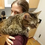 Adopt Melanie's Cats! - @mel.fosterscats - Instagram