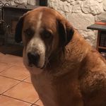Mel Gould - @melsdogs38 - Instagram