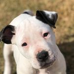 Mel Harvey - @melsanimalrescuestory - Instagram