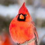 Mel Johnson - @clixofnature - Instagram