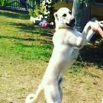 @melkhan53 - Instagram