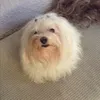 Melissa Vieira - @melmajor - TikTok