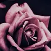 Melioranelson_photography - @melnelsonphotography - TikTok