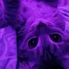 Mel Norris - @mel.norris3 - TikTok