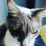 Mel Peterson (ig) - @mamacat339 - Instagram