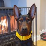 Mel Russell - @custom_kennels_and_summer_hous - Instagram
