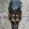 MEL - @melgermanshepherd - TikTok