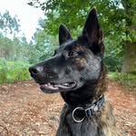 Mel the Dutch Shepherd - @mel_the_dutchshepherd - Instagram