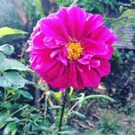 Melissa Shepherd - @mel_shepherd_writer - Instagram