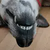 user8428686058582 - @melfakegermanshepherd - TikTok