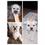 Mel, Simon e Thanos - @mel_simon_thanos - Instagram