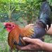 Mel Sims Broodfowls - Facebook