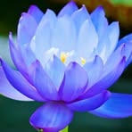 Mel Singh - Facebook