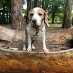Mel Stone - @mel_a_beagle - Instagram