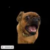 Mel Sutherland980 - @meatballsandspagette - TikTok