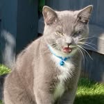 Mel Sutherland - @ashthecat2010 - Instagram