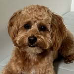Mel Sutherland - @oscarthecavapoo2213 - Instagram