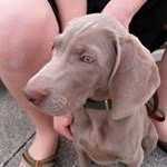 Mel Sweeney - @pigglett3 - Instagram