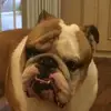 Mighty Bulldog 😘 - @meltay123 - TikTok