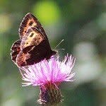 Melthorne - @melthornehind - Instagram