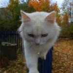 Melthorne - @melthornevespa - Instagram